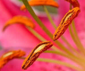 Close-up of honey bee on pink flower