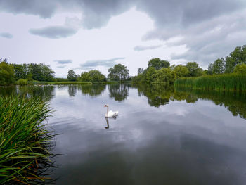 Swan swimming in a lake