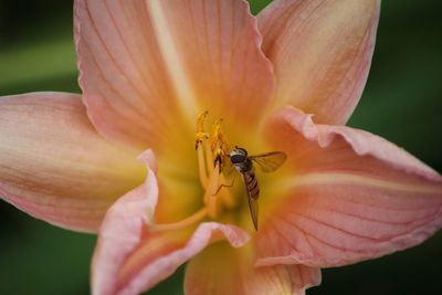 Close-up of bee on flower