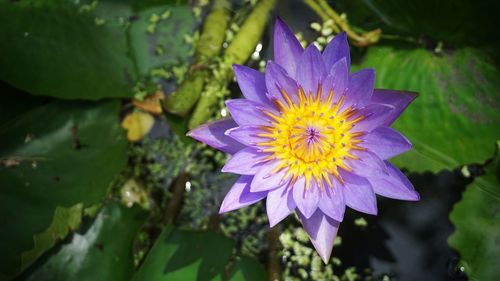 Close-up of purple flower blooming outdoors