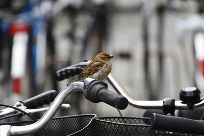 Close-up of bird perching on metal