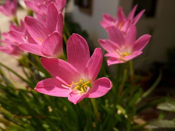 Close-up of pink flowers blooming outdoors
