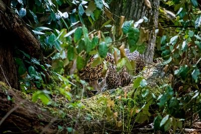 Leopard by tree in forest