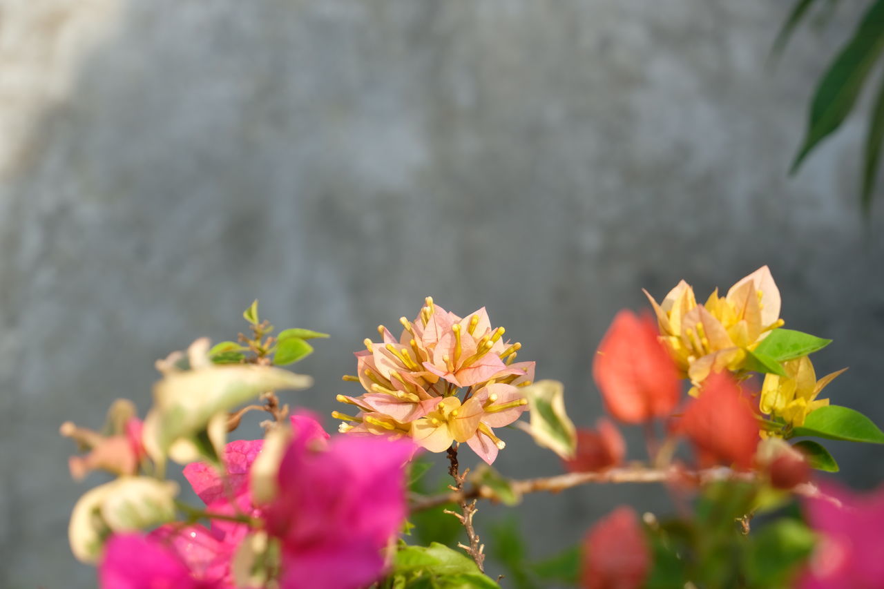 flower, plant, flowering plant, beauty in nature, nature, freshness, macro photography, blossom, yellow, plant part, close-up, leaf, pink, no people, selective focus, outdoors, water, growth, petal, fragility, multi colored, day, flower head, wildflower, environment, summer, springtime, shrub, inflorescence, travel, botany