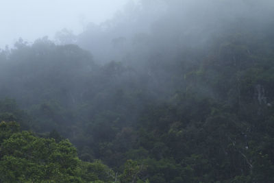 Scenic view of foggy forest