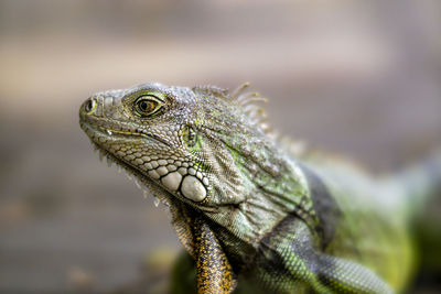 Close-up of lizard