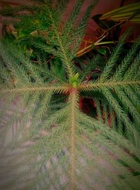 Close-up of plant growing outdoors