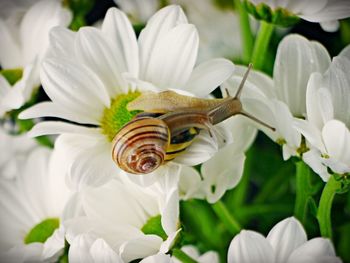 Close-up of white flowers