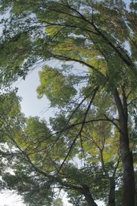 Low angle view of trees in forest