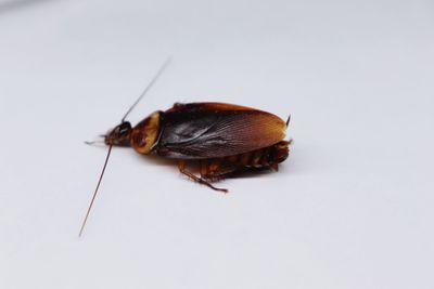 High angle view of insect on white background