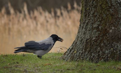 Close-up of bird on grass