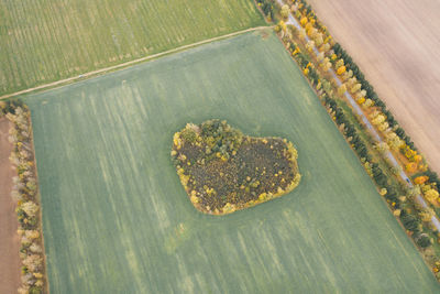 Beautiful field with a forest in the shape of a heart.