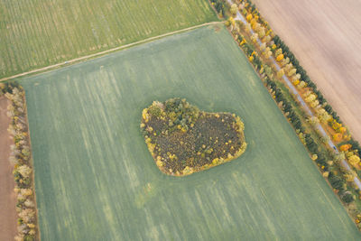 High angle view of rice on field