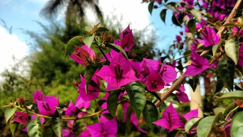 Close-up of pink bougainvillea blooming on tree against sky