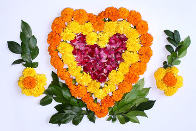 Close-up of fresh yellow flowers against white background