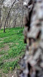 Plants growing on land