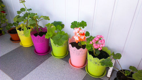 Potted plants on table