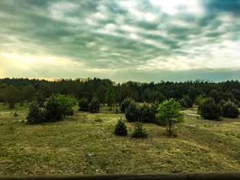Trees on field against sky