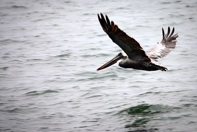 View of birds in water