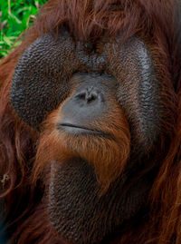 Close-up portrait of a monkey