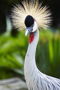 Close-up of grey crowned crane