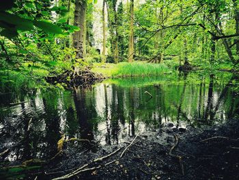 Trees by lake in forest