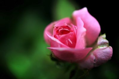 Close-up of pink rose blooming outdoors