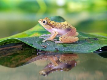 Close-up of frog