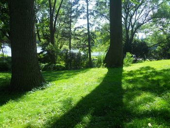 Trees in park