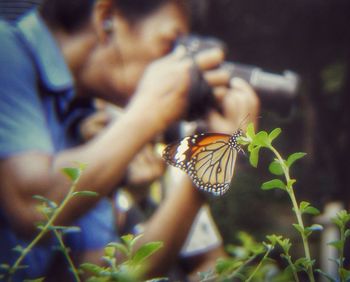 Close-up of butterfly on tree trunk