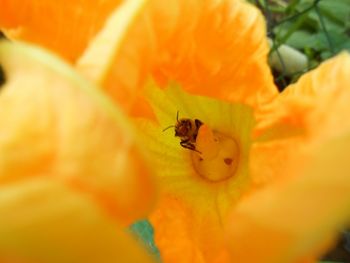 Close-up of insect pollinating on orange flower