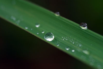 Close up of dew drops on grass blade