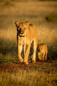 Lioness walking down sandy track with cub