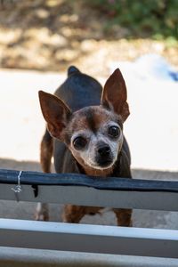 Portrait of dog on railing