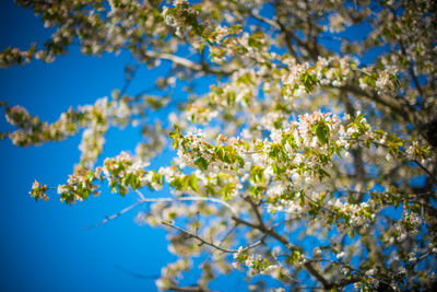 Low angle view of flowering plant against blue sky
