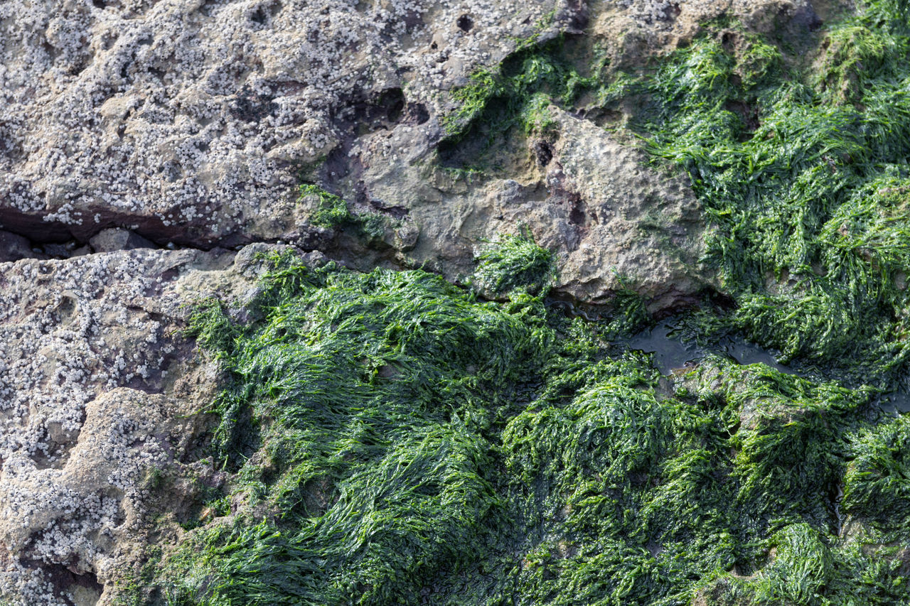 FULL FRAME SHOT OF ROCKS ON MOSS