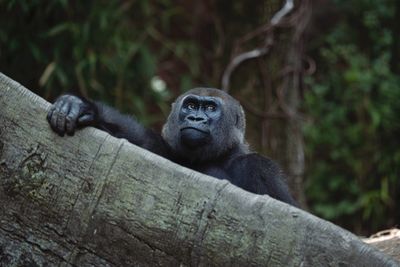 Monkey sitting on a tree