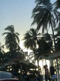 Palm trees against sky