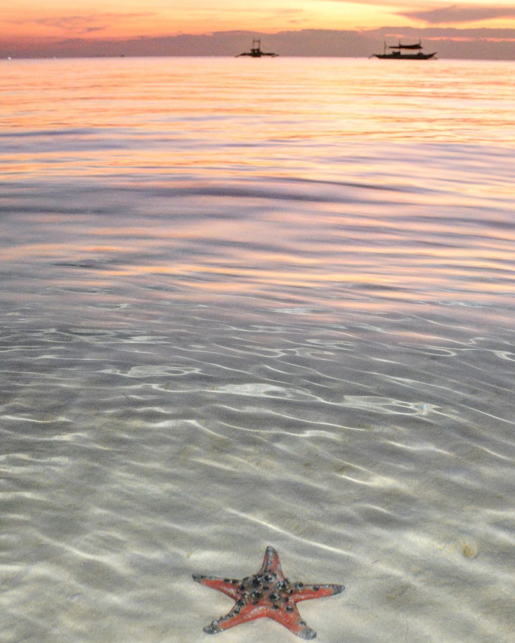 VIEW OF CRAB ON SHORE