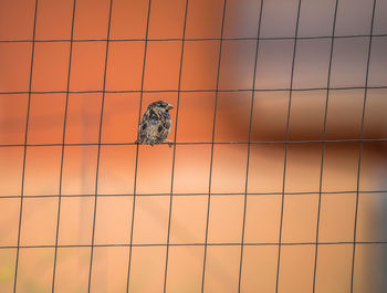 Sparrow perching on metal fence