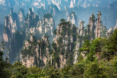 Trees in forest