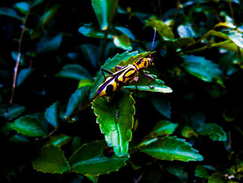 Close-up of insect on plant