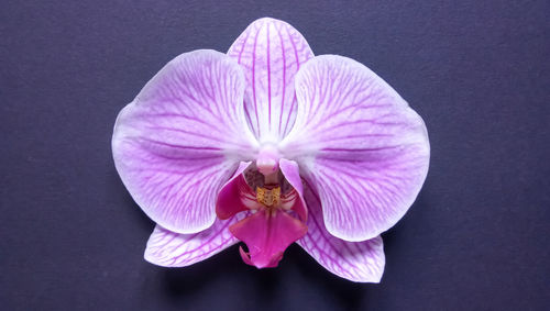 Close-up of bee on purple flower