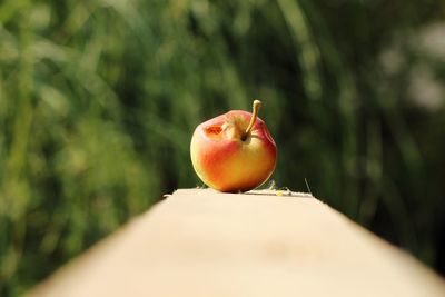 Close-up of apple on plant