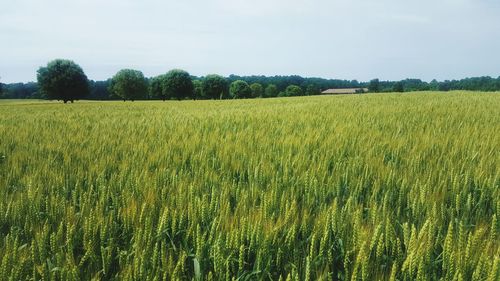 Scenic view of wheat field against sky