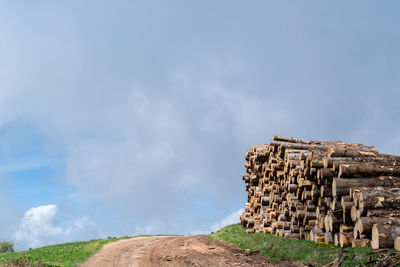 Piles of trunks from trees felled by storm vaia. belluno, italy