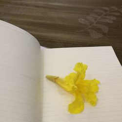 High angle view of yellow flower on table