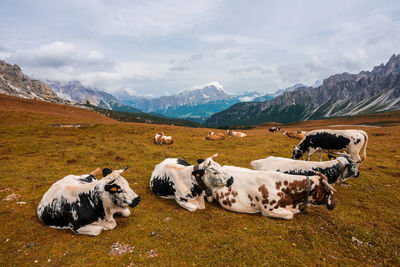 Cows Wearing Cow Bells Looking Sideways, Swiss Alps, Switzerland