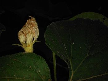 Close-up of lizard on plant at night