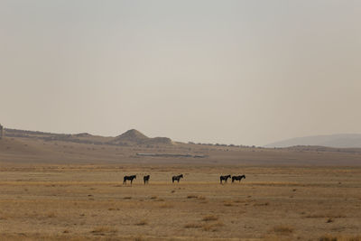 View of horses on field against clear sky